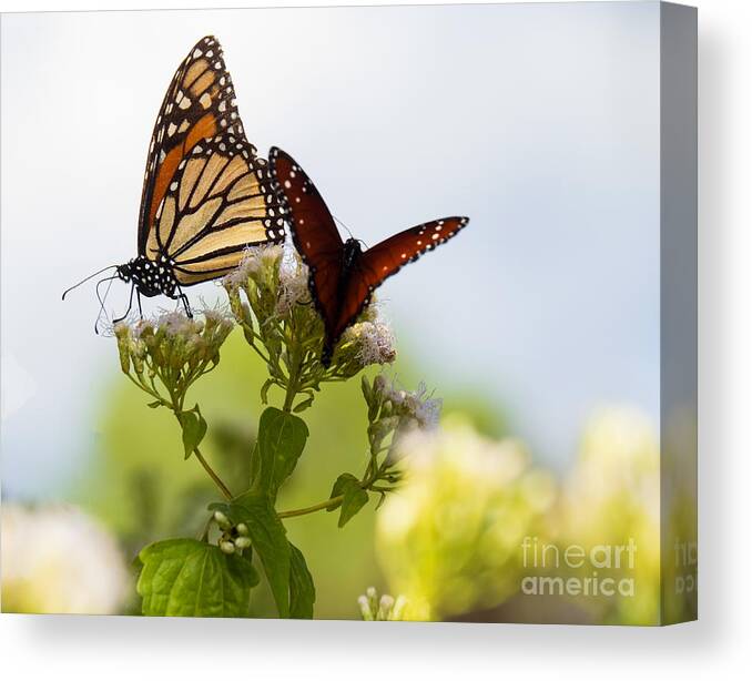 Monarch Butterfly Canvas Print featuring the photograph Monarch and Queen Butterfly by L Bosco