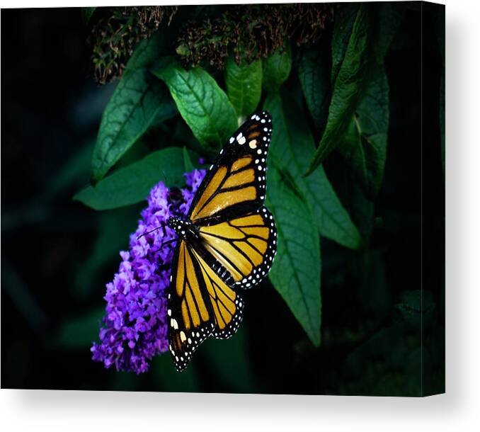 Butterfly Canvas Print featuring the photograph Monarch Butterfly- Art by Linda Woods by Linda Woods