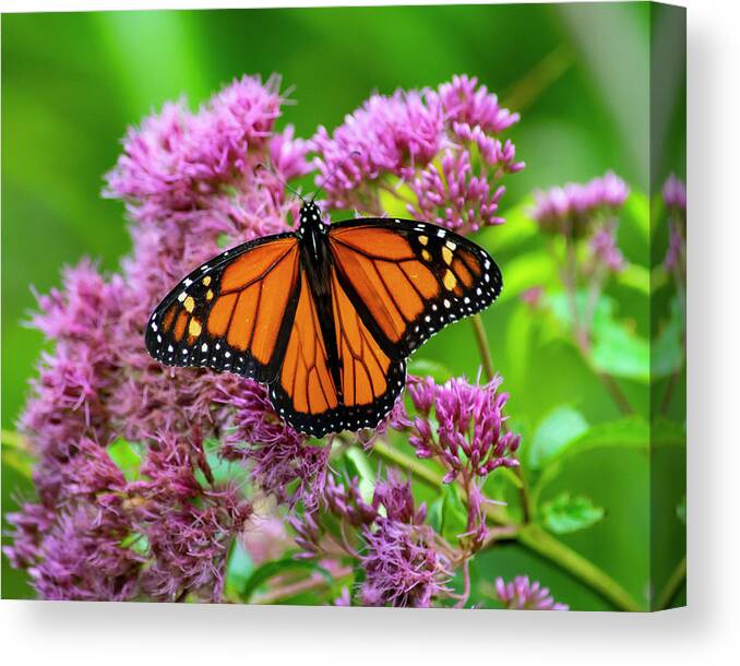 Nature Canvas Print featuring the photograph Monarch Butterfly by Cathy Kovarik