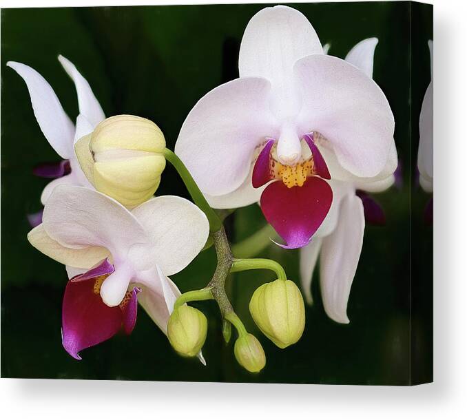 Orchid Canvas Print featuring the photograph Moon Orchid by Cheri Freeman