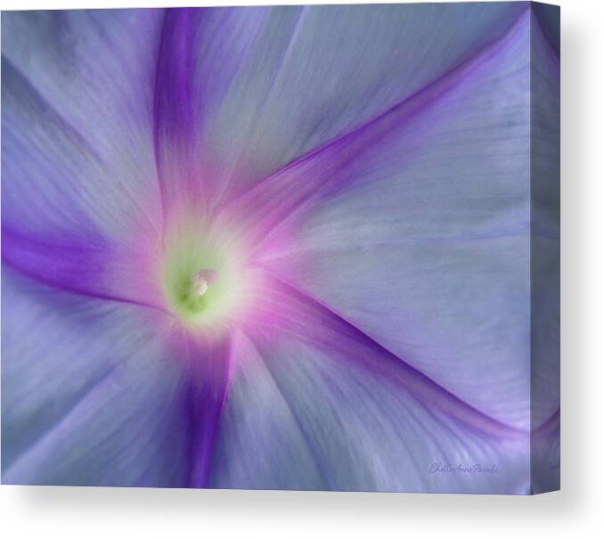  Canvas Print featuring the photograph Morning Glory Star by ChelleAnne Paradis