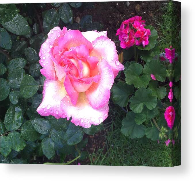 Pink Rose Canvas Print featuring the photograph Morning Rose by Kim Prowse