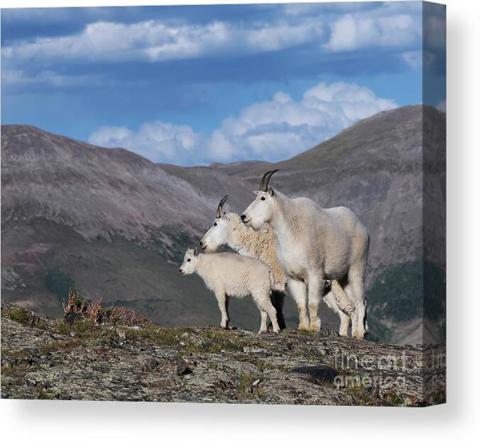 Mountain Canvas Print featuring the photograph Mountain Family by Patrick Nowotny
