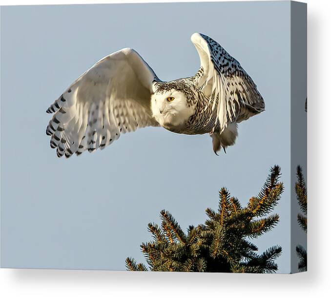 Gridley Canvas Print featuring the photograph Ms Snowy by Ray Silva