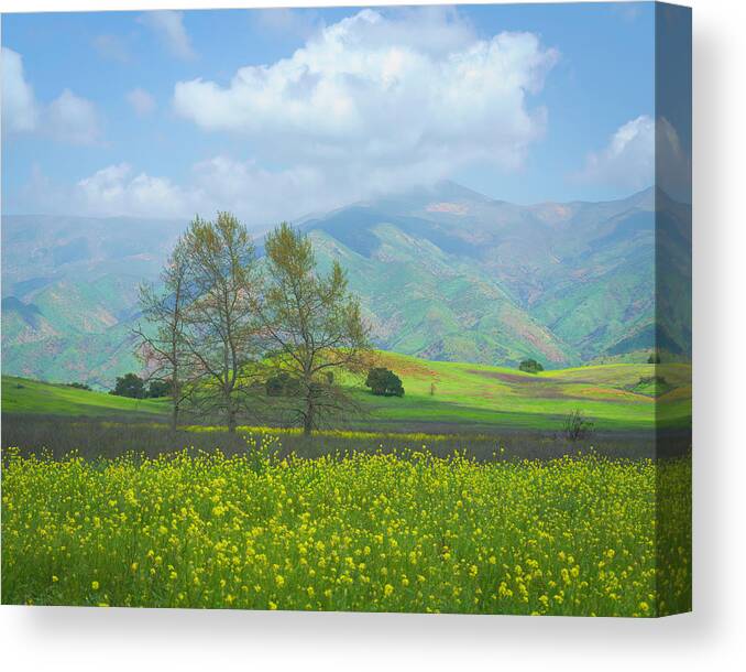 Ojai Canvas Print featuring the photograph Mustard, Mountains and a Trio of Trees 2 by Lindsay Thomson