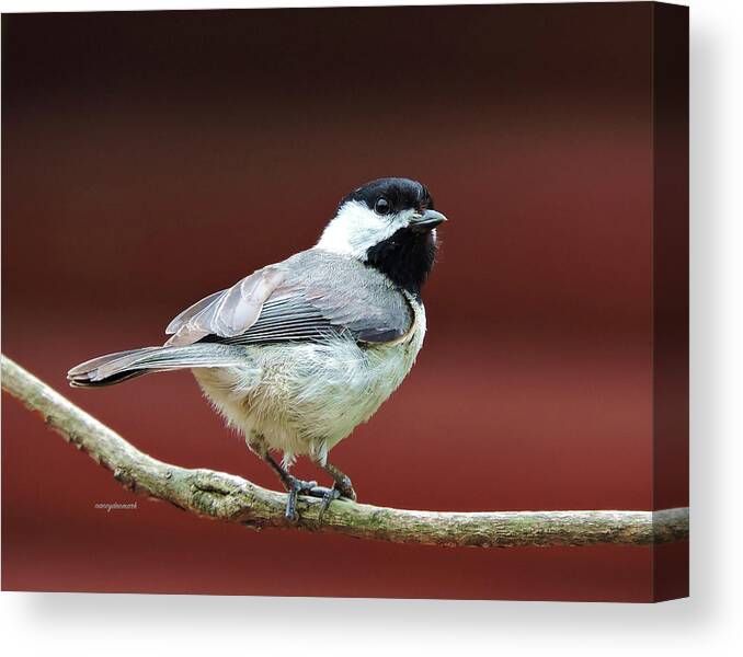 Chickadee Canvas Print featuring the photograph My Little Chickadee by Nancy Denmark