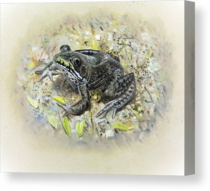 Green Frog Canvas Print featuring the painting Northern Green Frog by Barry Kent MacKay