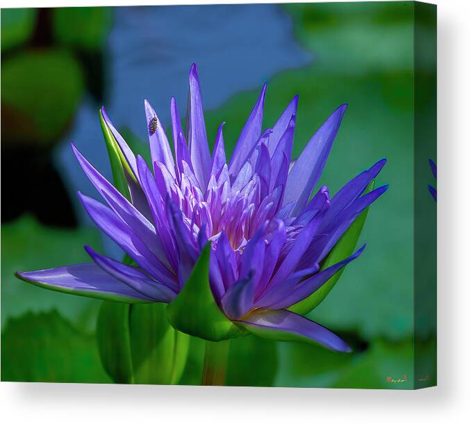 Nature Canvas Print featuring the photograph Nymphaea Water Lily DTHN0316 by Gerry Gantt