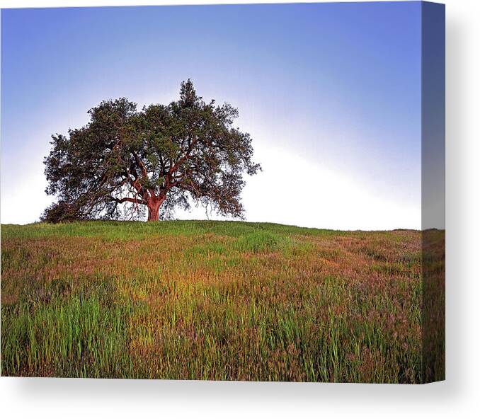 Landscape Canvas Print featuring the photograph Oak Tree Glow by Paul Breitkreuz
