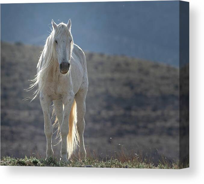 Wild Horses Canvas Print featuring the photograph Old Man in the Morning by Mary Hone