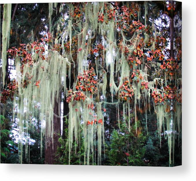 Nature Canvas Print featuring the photograph Old Man's Beard by KATIE Vigil