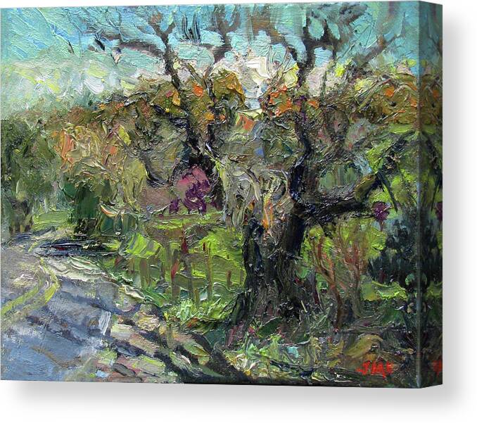 Old Tree Canvas Print featuring the painting Old Timer by John McCormick