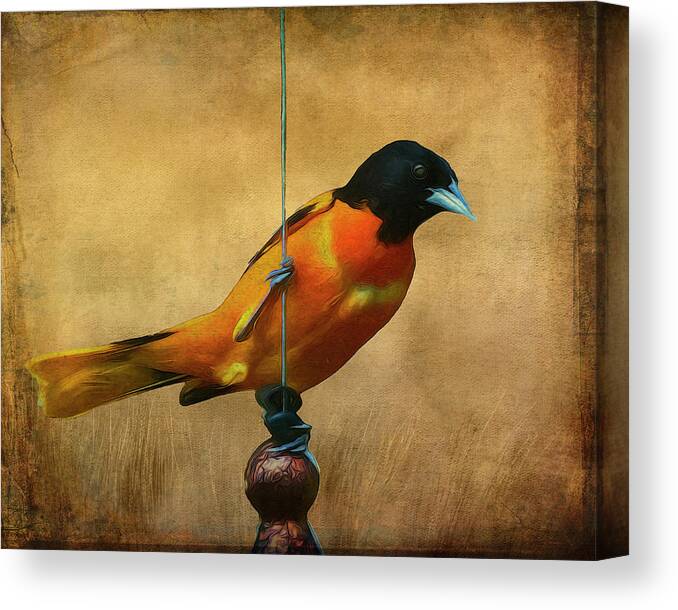 Songbird Canvas Print featuring the photograph Orange Bird by Cathy Kovarik