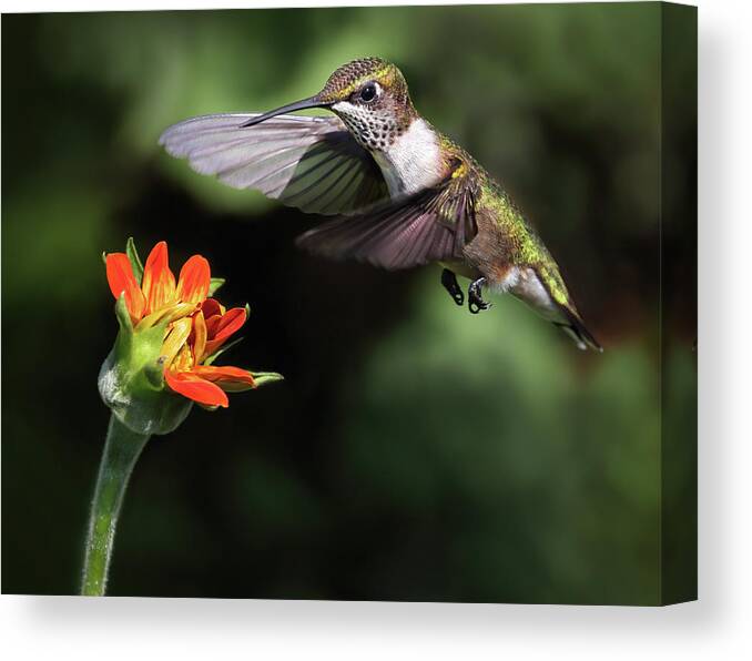 Bird Canvas Print featuring the photograph Orange Encounters by Art Cole