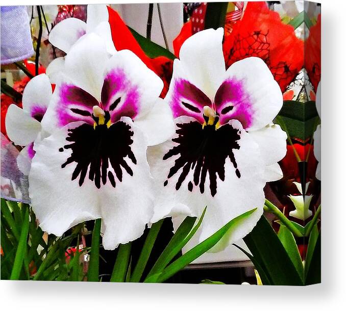 Orchids Canvas Print featuring the photograph Orchid Faces by Andrew Lawrence