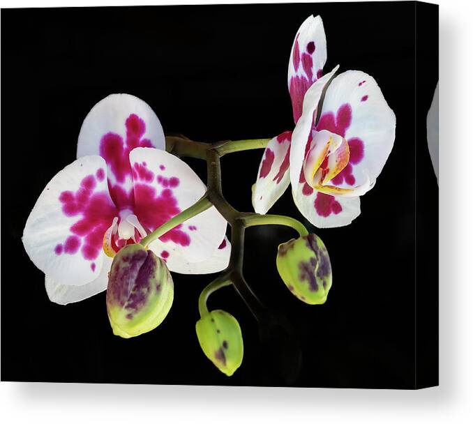 Orchid Canvas Print featuring the photograph Orchid Promise by Richard Goldman