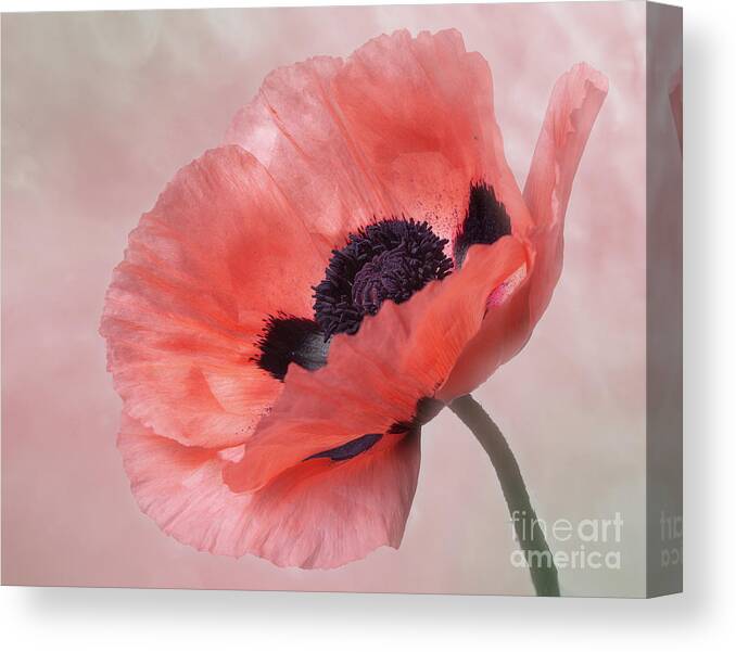 Flower Canvas Print featuring the photograph Oriental Poppy by Ann Jacobson