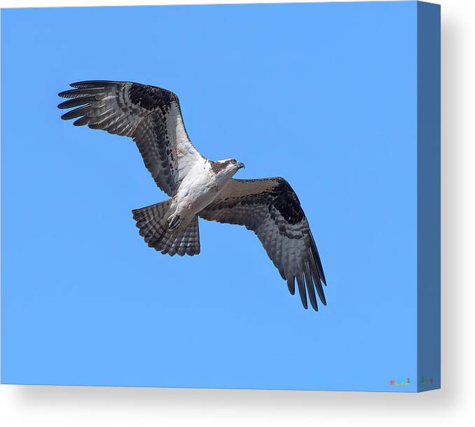 Nature Canvas Print featuring the photograph Osprey in Flight DRB0282 by Gerry Gantt