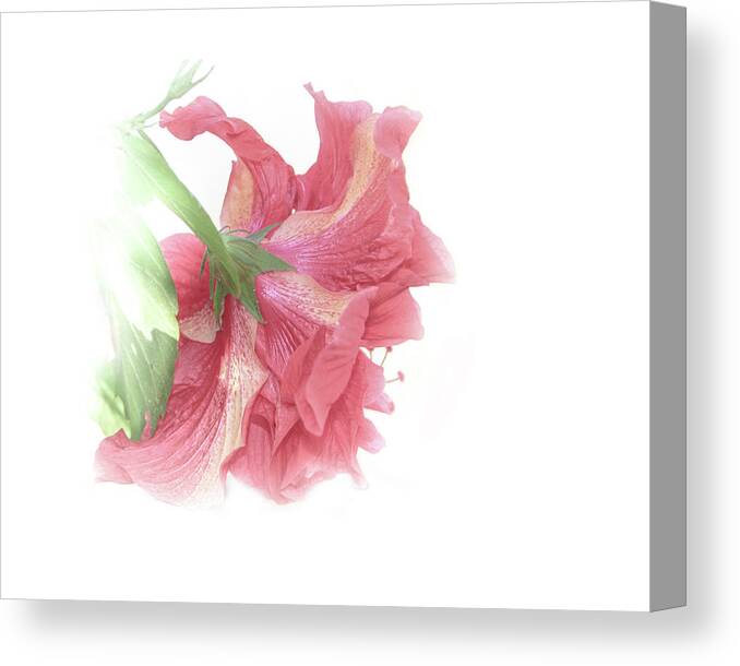 Shara Abel Canvas Print featuring the photograph Painterly Pink by Shara Abel