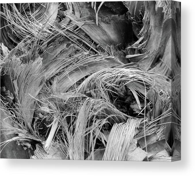 Closeup Canvas Print featuring the photograph Palm #1 by John Simmons