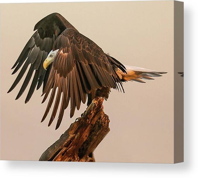 Bald Eagle Canvas Print featuring the photograph Peeking Eagle by Dawn Key