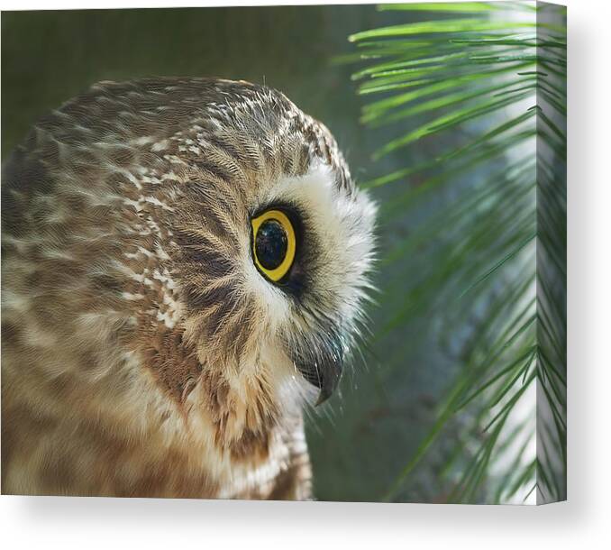 Northern Saw-whet Owl Canvas Print featuring the photograph Peeking Out by CR Courson