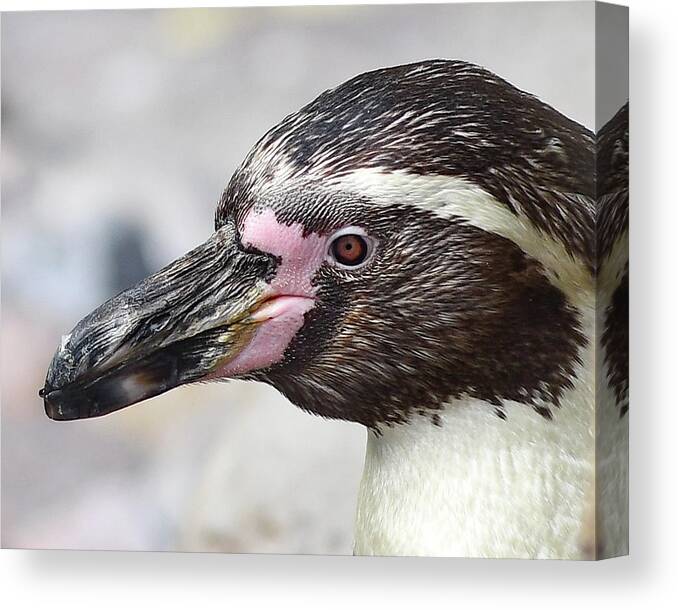 Penguin Canvas Print featuring the photograph Penguin Close up by Michelle Wittensoldner