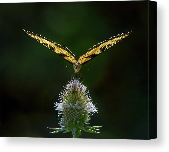 Butterfly Canvas Print featuring the photograph Perfect Landing by Ray Silva