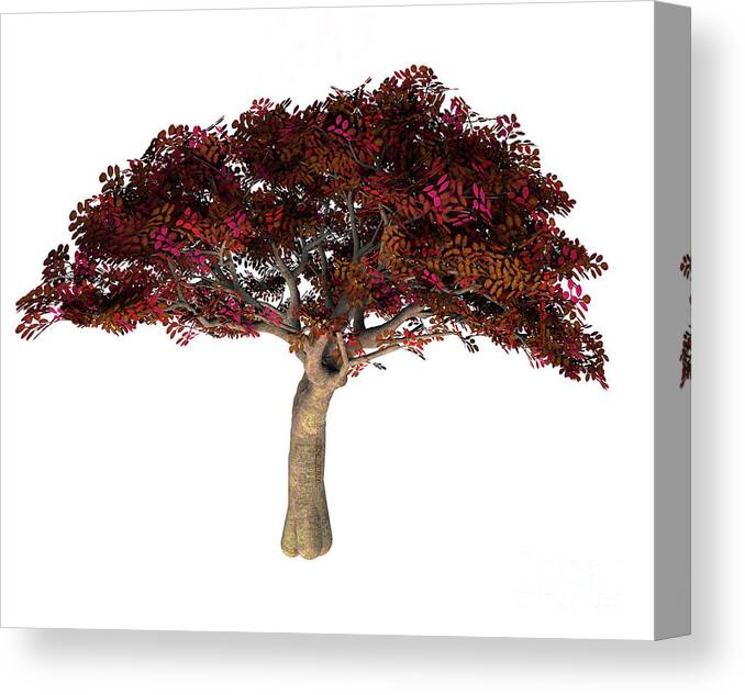 Persian Ironwood Tree Canvas Print featuring the digital art Persian Ironwood Tree by Corey Ford
