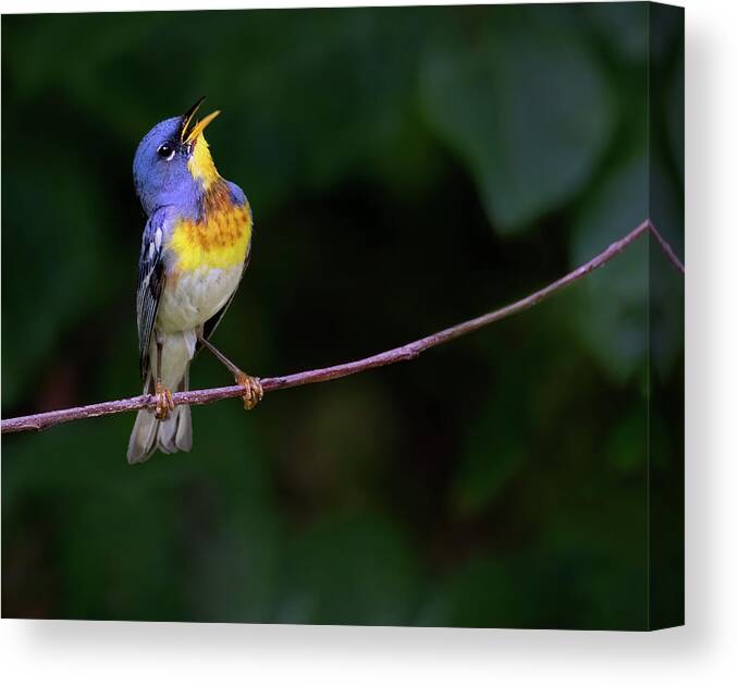 Bird Canvas Print featuring the photograph Perula Melodies by Art Cole