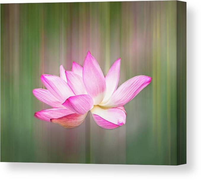 Lotus Canvas Print featuring the photograph Pink Lotus Flower by Elvira Peretsman