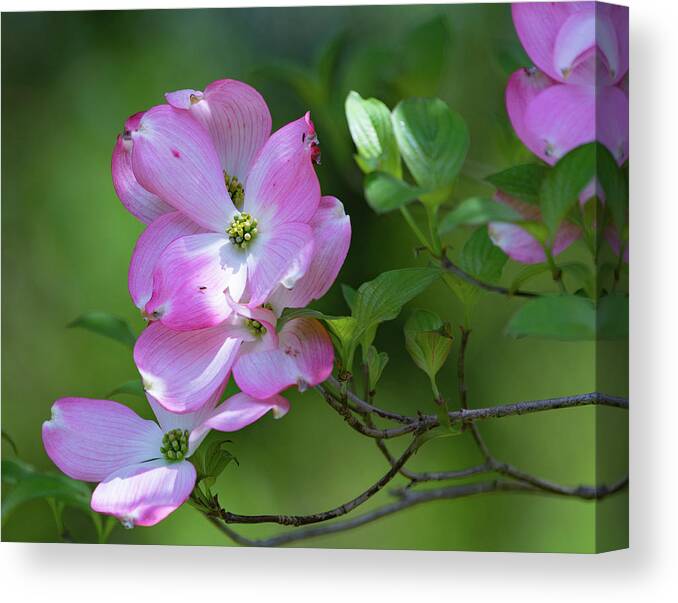Flower Canvas Print featuring the photograph Pink Dogwood by Bruce Pritchett