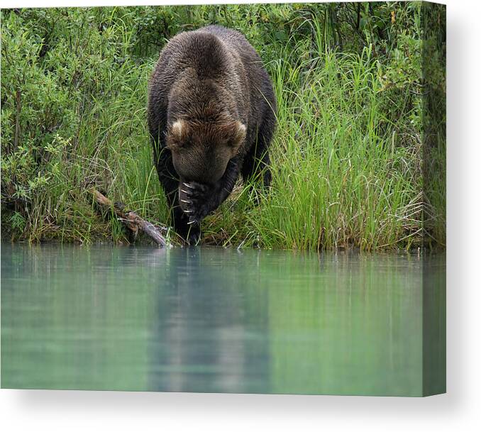 Animals In Natural Habitat Canvas Print featuring the photograph Alaskan Brown Bear Across Lake by Barbara Sophia Photography