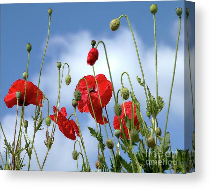 Poppies Canvas Print featuring the photograph Poppy Art by Stephen Melia