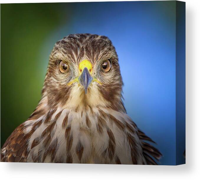 Red Shouldered Hawk Canvas Print featuring the photograph Portrait of a Raptor by Mark Andrew Thomas