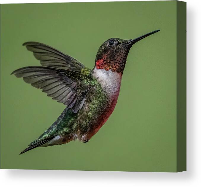Hummingbird Canvas Print featuring the photograph Posing by Brian Shoemaker