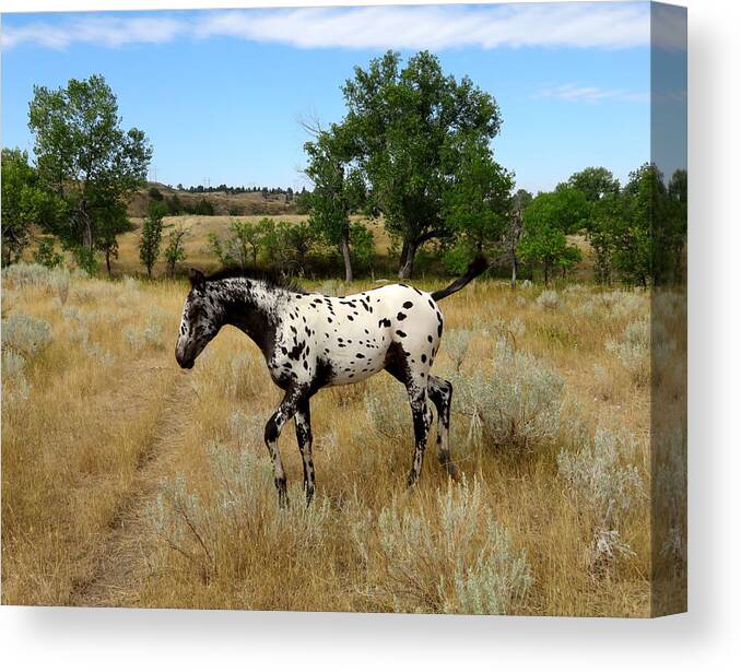 Appaloosa Canvas Print featuring the photograph Prancing by Katie Keenan