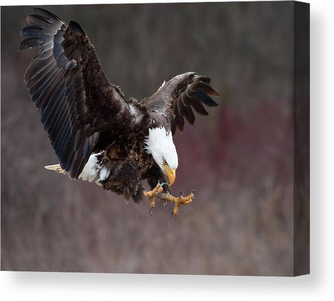 Eagle Canvas Print featuring the photograph Prey Spotted by CR Courson