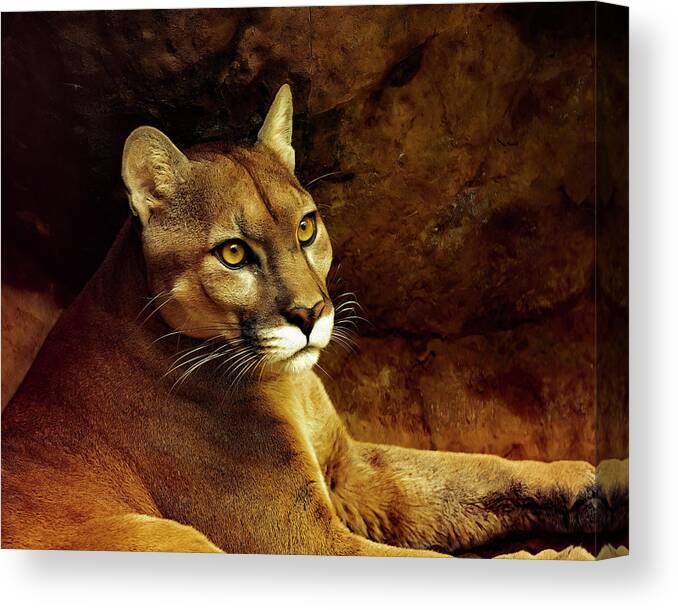 Puma Canvas Print featuring the photograph Puma Portrait by Lowell Monke