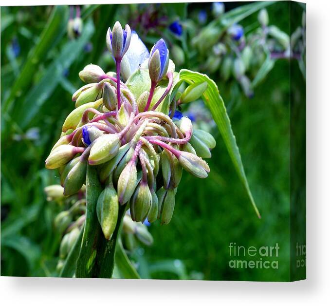 Stunning Canvas Print featuring the photograph Queen Of The Garden by Rosanne Licciardi