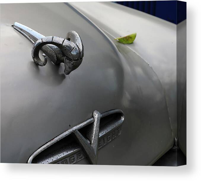 Car Canvas Print featuring the photograph Ram with Leaf by M Kathleen Warren