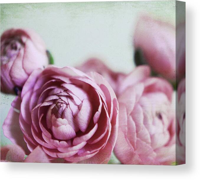 Ranunculus Flowers Canvas Print featuring the photograph Ranunculus Chic by Lupen Grainne