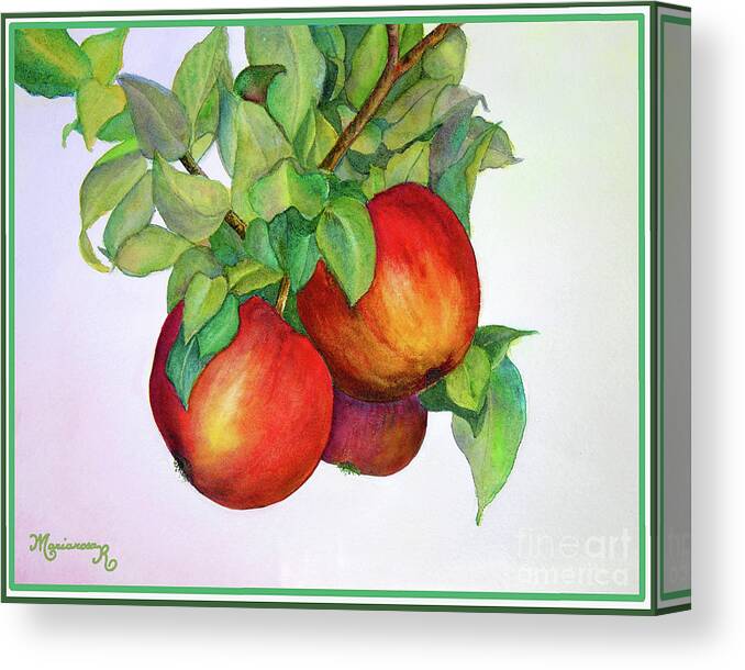 Watercolor Canvas Print featuring the painting Ready to Be Picked by Mariarosa Rockefeller