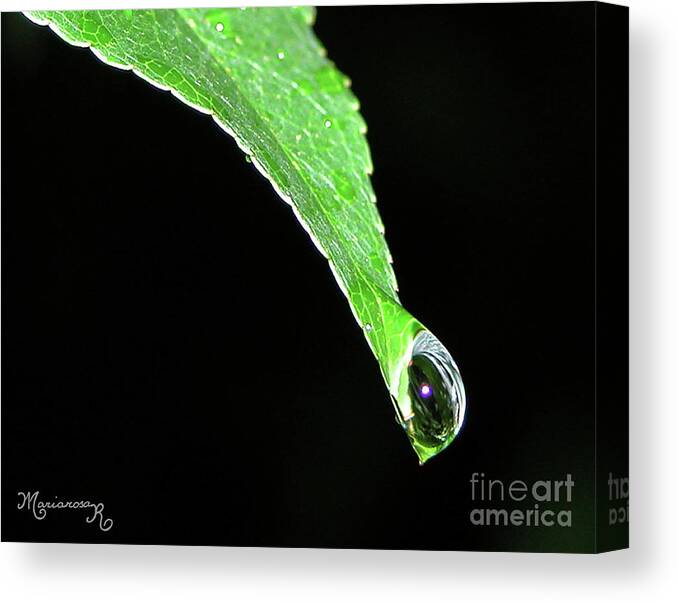 Nature Canvas Print featuring the photograph Ready to Drop by Mariarosa Rockefeller