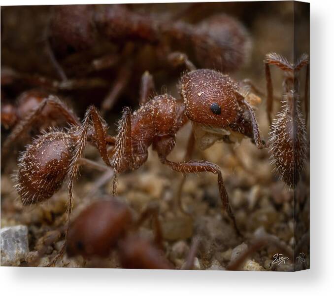 Ant Canvas Print featuring the photograph Red Ant Closeup by Endre Balogh