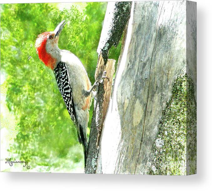 Fauna Canvas Print featuring the digital art Red-Bellied Woodpecker by Mariarosa Rockefeller