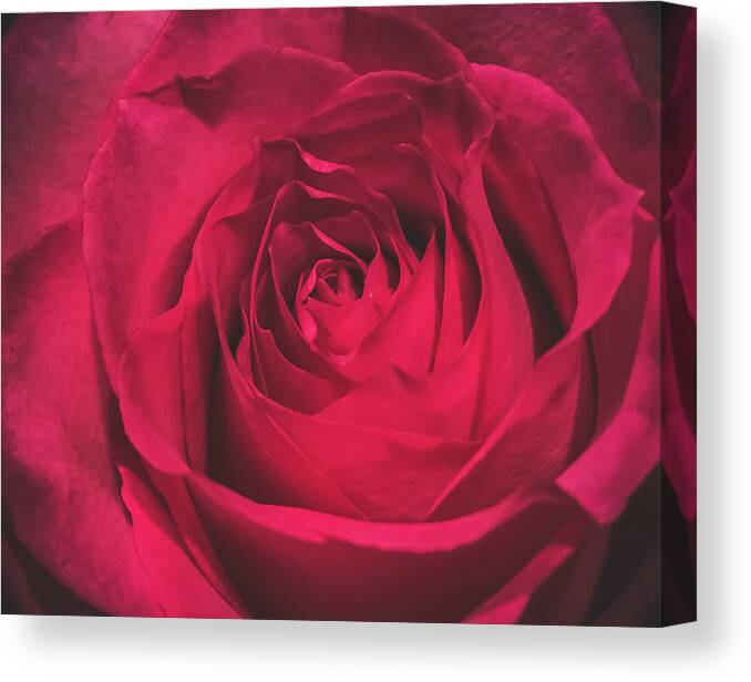Red Canvas Print featuring the photograph Red Rose by Anamar Pictures