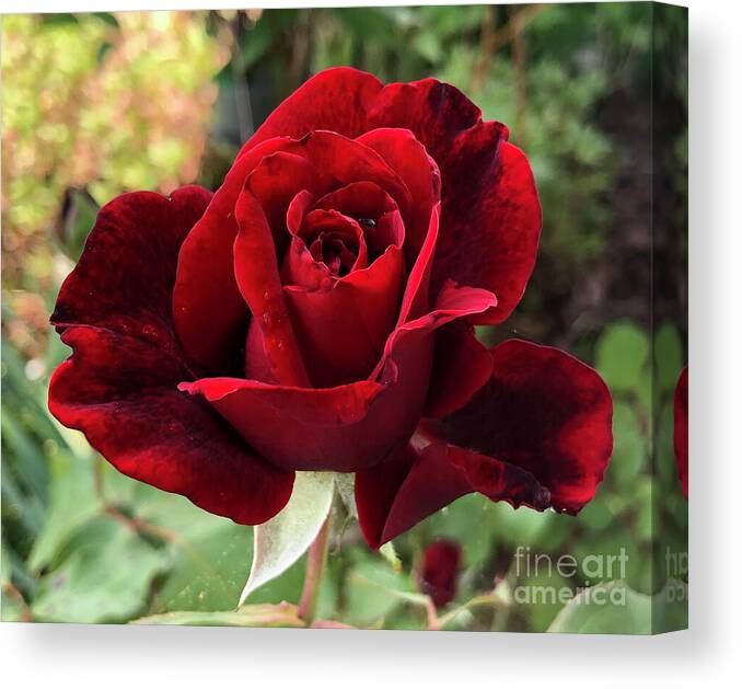 Plant Canvas Print featuring the photograph Red Don Juan Rose in Clayton North Carolina by Catherine Ludwig Donleycott