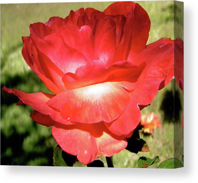 Rose Canvas Print featuring the photograph Red Rose by Stephanie Moore