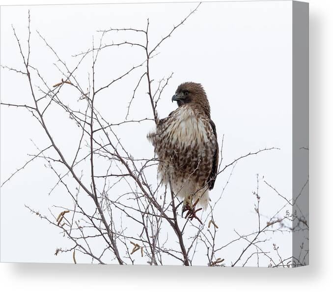 Birds Of Prey Canvas Print featuring the photograph Red-tailed Hawk by Maresa Pryor-Luzier